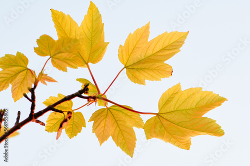 Close up of branch with yellow leaves.