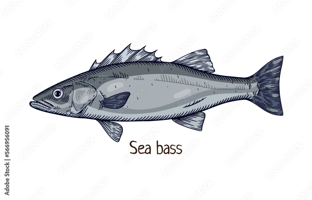 Fototapeta premium Sea bass, realistic drawing in vintage realism style. Detailed ocean fish. Marine water animal species, seabass. Hand-drawn retro vector illustration isolated on white background