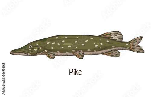 Pike, vintage drawing. Realistic river freshwater fish, water animal species drawn in retro style. Esox lucius side view. Detailed vector illustration isolated on white background