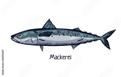 Mackerel, detailed drawing in retro realism style. Realistic vintage sea, ocean fish. Marine water animal species, scombridae. Hand-drawn vector illustration isolated on white background