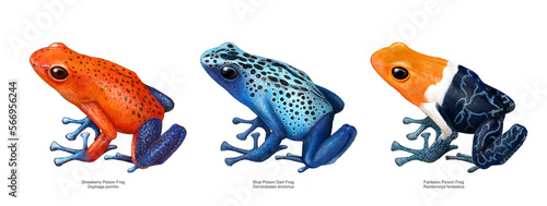 3 Poison Frogs