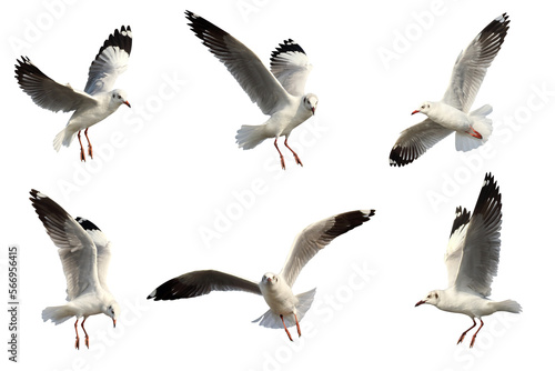 Fototapet Set of seagulls flying isolated on transparent background png file