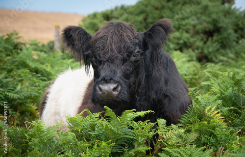 фотографія Belted Galloway cow standing amongst fern on North Hill, Exmoor in Somerset