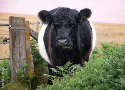 фотографія Belted Galloway cow standing amongst fern on North Hill, Exmoor in Somerset