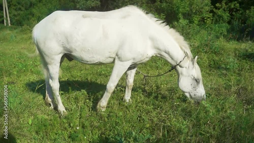 A white horse walks near a deciduous forest, and eats grass. A sunny summer day.