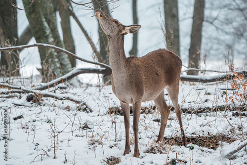 Wallpaper Mural Deer standing in a forest Torontodigital.ca