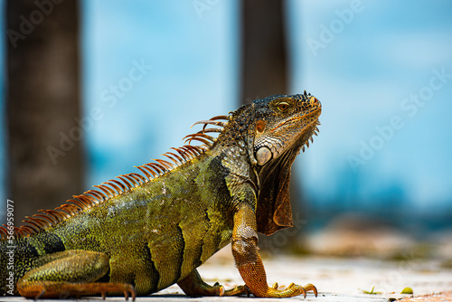 Fotografiet Green iguana, also known as the American iguana, herbivorous species of lizard of the genus Iguana