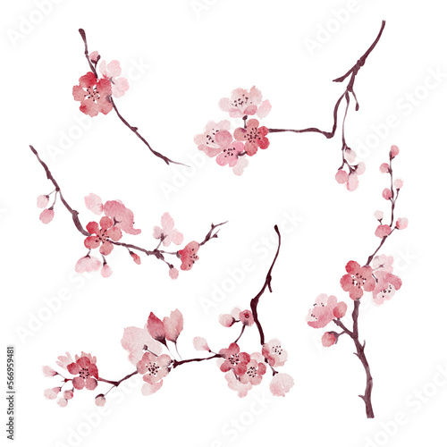 Obraz na plátně Loose watercolor cherry blossom branches set isolated on white background