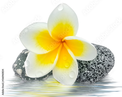 fleur de frangipanier sur galets avec reflets 