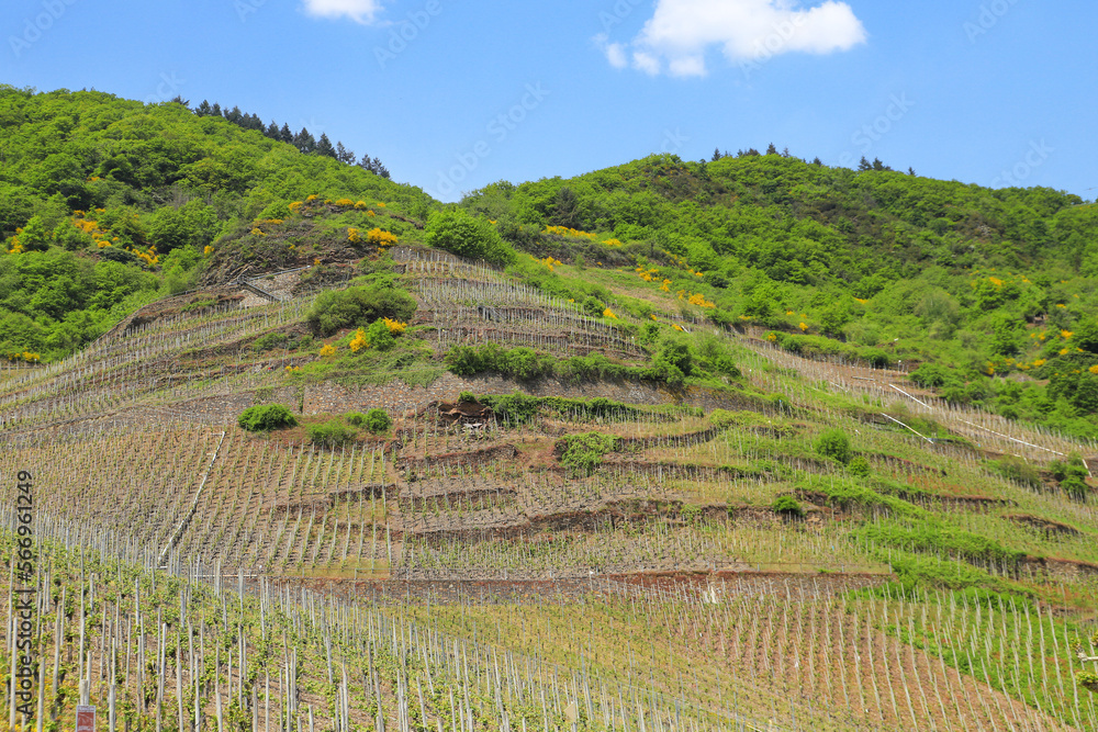 Vineyards in Bremm on Moselle river, Germany
