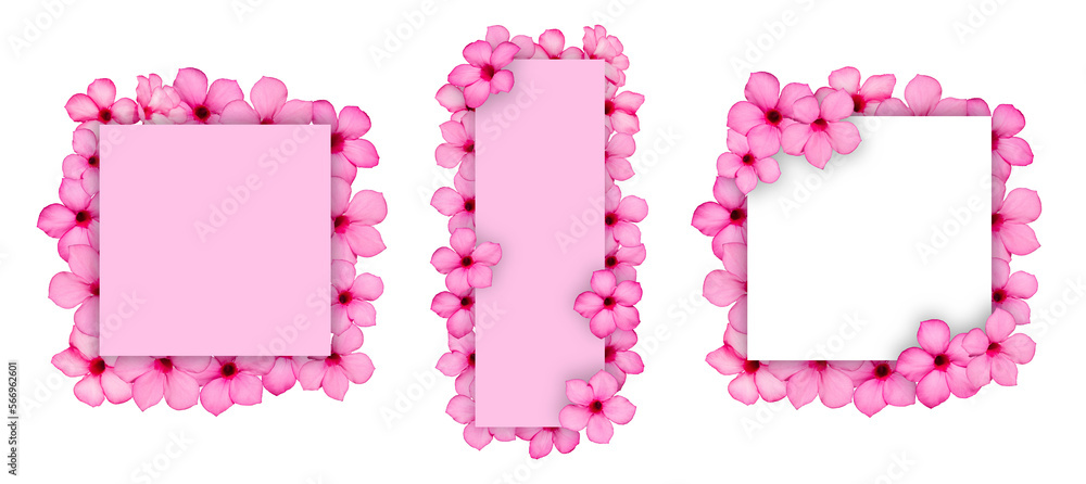Flowers composition. Frame made of impala Lily flowers Isolated on PNG transparent background. Creative layout with flowers and copy space card note. Flat lay. top view. Nature concept. Flowers composition. Frame made of impala Lily flowers Isolated on PNG transparent background. Creative layout with flowers and copy space card note. Flat lay. top view. Nature concept.