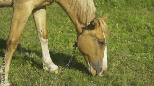 A red-colored horse walks near a deciduous forest, and eats grass. A sunny summer day.