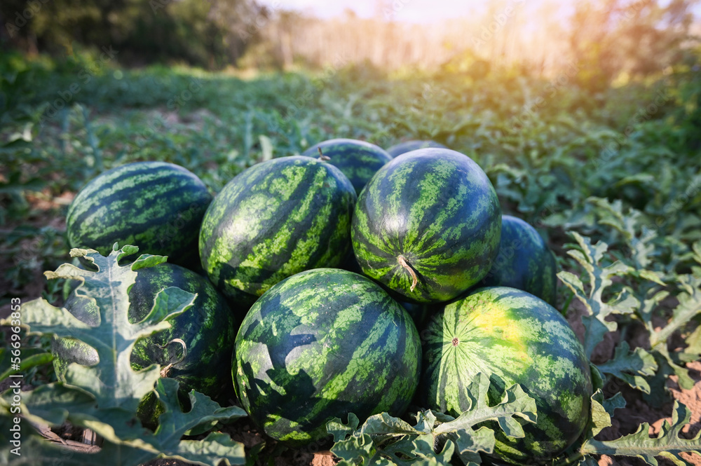 watermelon fruit in watermelon field - fresh watermelon on ground agriculture garden watermelon farm with leaf tree plant, harvesting watermelons in the field