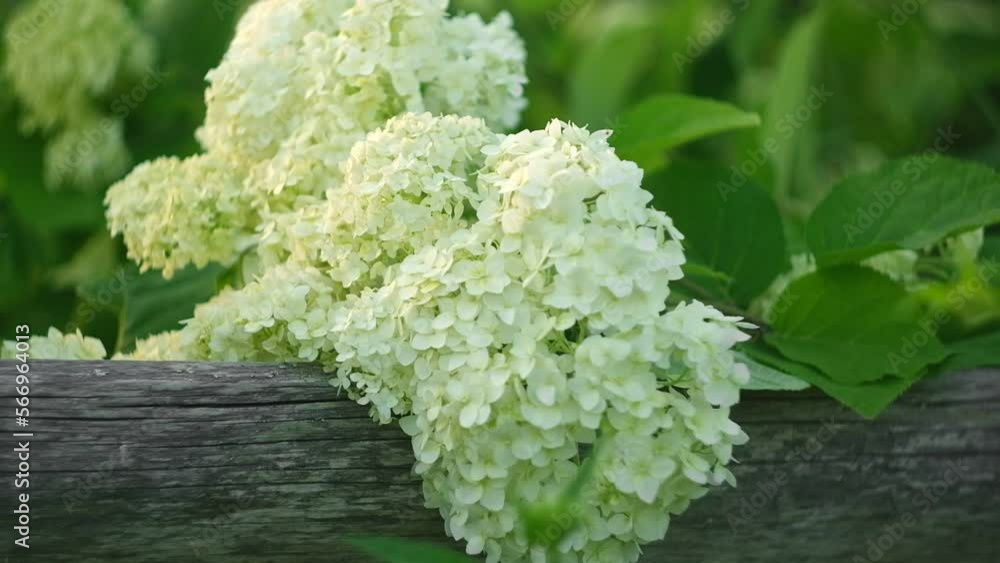 Wonderful blooming white Hydrangea arborescens, commonly known as smooth hydrangea, wild hydrangea in a garden. Closeup of White Hydrangea Flowers in Afternoon Sunlight. Wonderful blooming white Hydrangea arborescens, commonly known as smooth hydrangea, wild hydrangea in a garden. Closeup of White Hydrangea Flowers in Afternoon Sunlight.