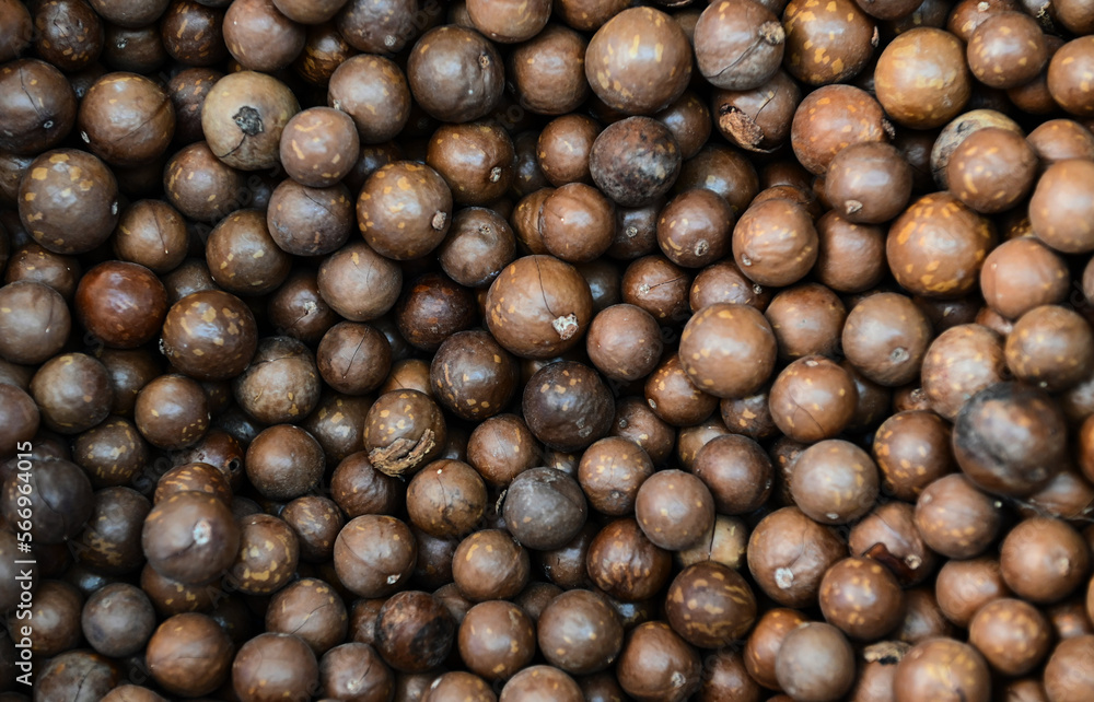 macadamia nuts texture background, fresh natural shelled raw macadamia nuts in a full frame, close up pile of roasted macadamia nut macadamia nuts texture background, fresh natural shelled raw macadamia nuts in a full frame, close up pile of roasted macadamia nut