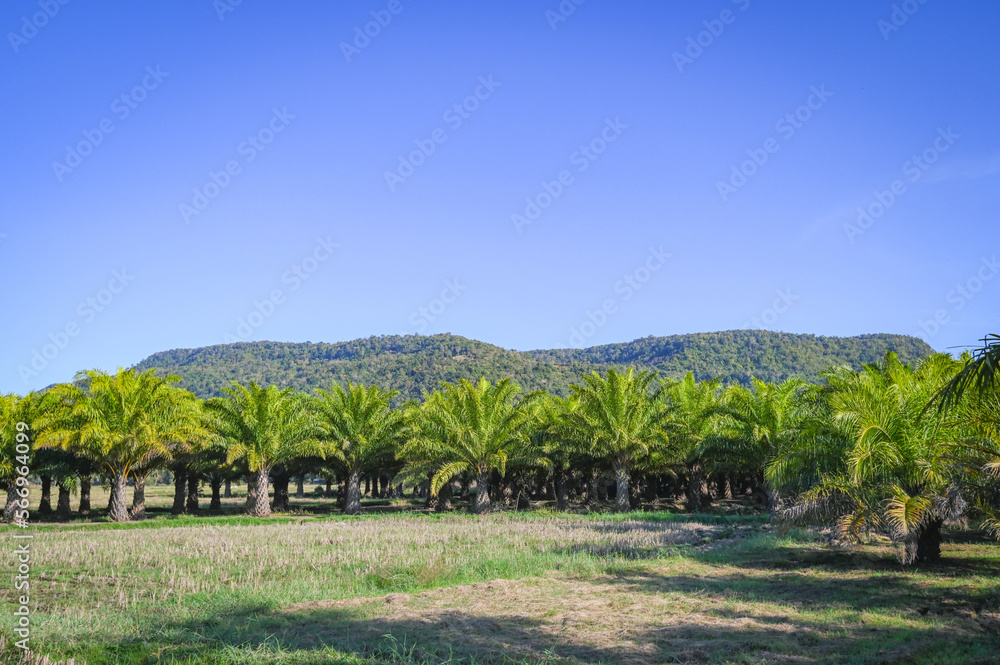 Obraz premium Palm tree in the palm garden mountain hill background, nature and sunlight morning sun, palm oil plantation growing up farming for agriculture, Asia