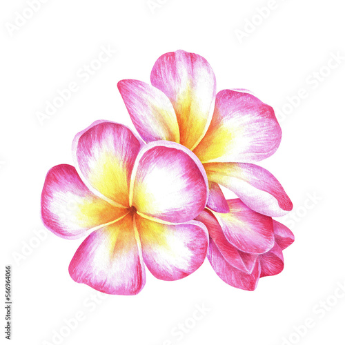 Composition of plumeria flowers. Frangipani. Watercolor botanical illustration. Isolated on a white background. For packaging design of cosmetics  perfume. Greeting cards  travel brochures  stickers