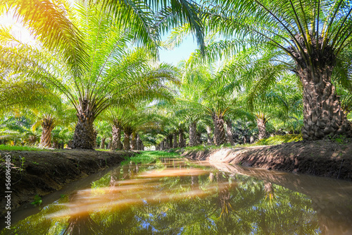 Palm tree in the palm garden with beautiful palm leaves nature and sunlight morning sun  palm oil plantation growing up farming for agriculture  Asia