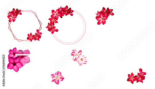 Flowers composition. Frame made of impala Lily flowers Isolated on PNG transparent background. Creative layout with flowers and copy space card note. Flat lay. top view. Nature concept. 