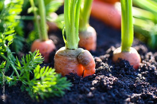 Fototapeta carrots growing in the soil organic farm carrot on ground , fresh carrots growin
