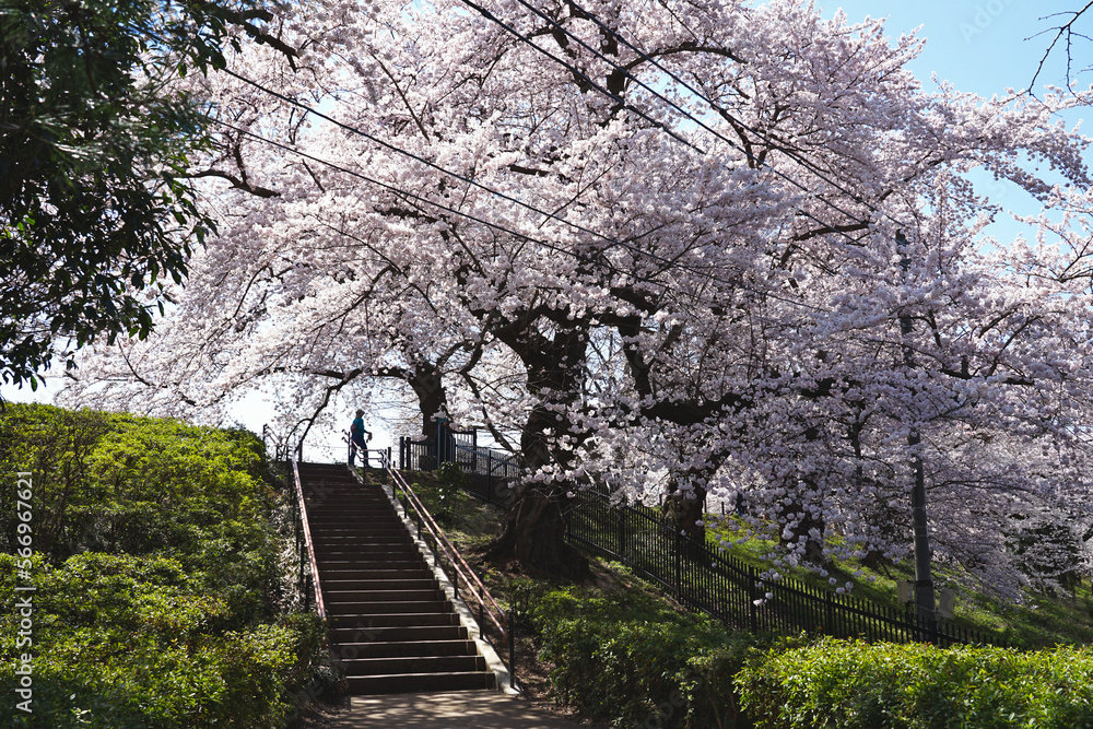 Tourists walking in a Japanese park where cherry blossoms are blooming beautifully. Tourists walking in a Japanese park where cherry blossoms are blooming beautifully.