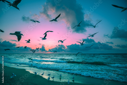 Seascape and seagulls on the sandy beach during sunset. Seagulls fly over the beach. Тature landscape background © vvvita