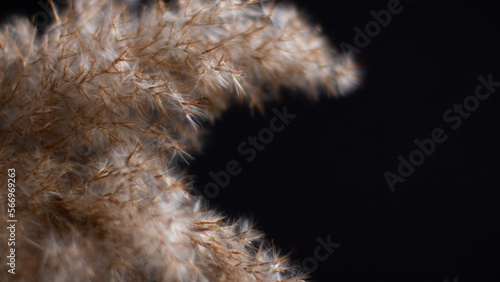 Pampas grass is a natural light brown color. On a black background. Background with gentle soft grass. Fluffy grass on the background. Neutral color. Pastel shades. Nude. Contrast and softness.