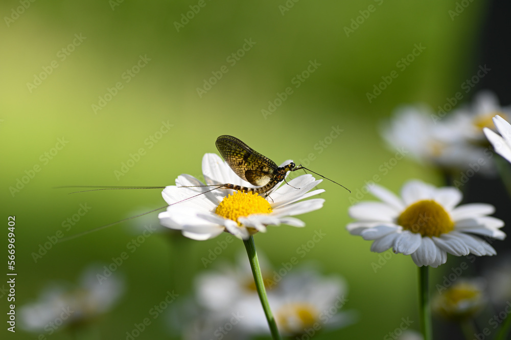Mayfly ( Ephemeroptera ) on a flower in green nature Mayfly ( Ephemeroptera ) on a flower in green nature
