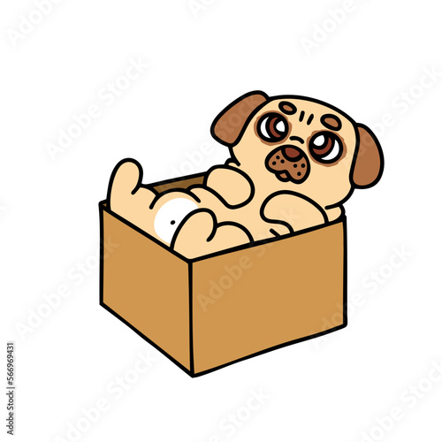 A puppy in a box. A cute pug is lying belly up
