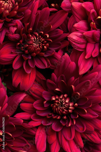 Fototapeta Naklejka Na Ścianę i Meble -  Burgundy chrysanthemum flowers close up