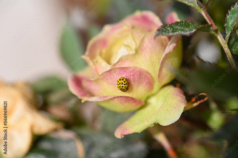 Two ladybugs mating on a rose Two ladybugs mating on a rose
