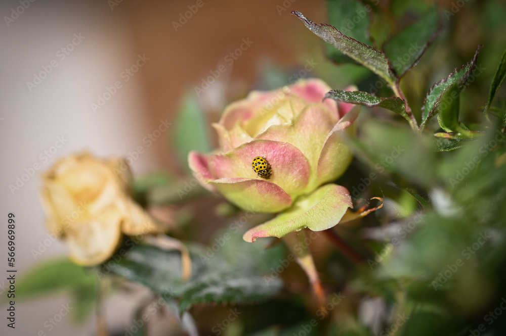 Two ladybugs mating on a rose Two ladybugs mating on a rose