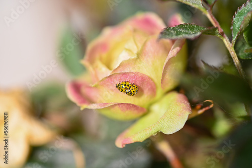 Two yellow ladybugs mating on a rose