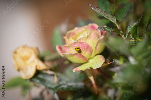 Two ladybugs mating on a rose