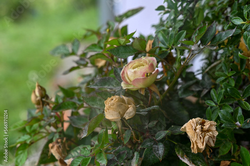 Two ladybugs mating on a rose photo