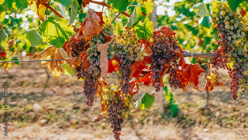 Fotografie drought in France leads to grape harvest failure
