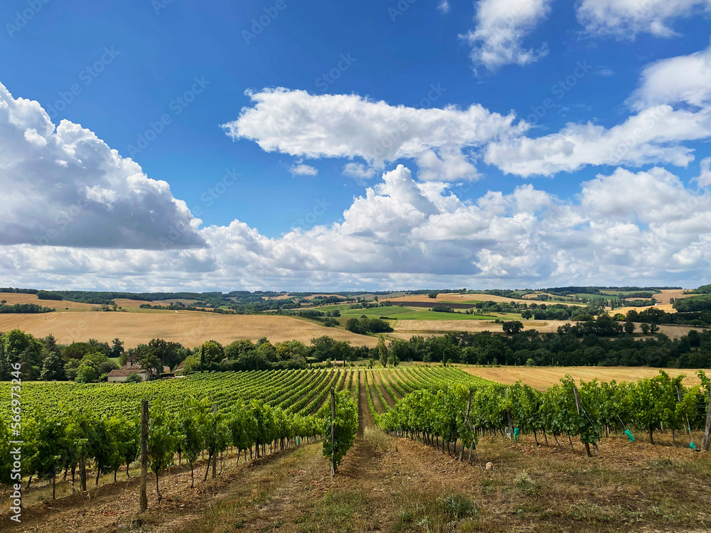grape fields in france grown according to organic farming
