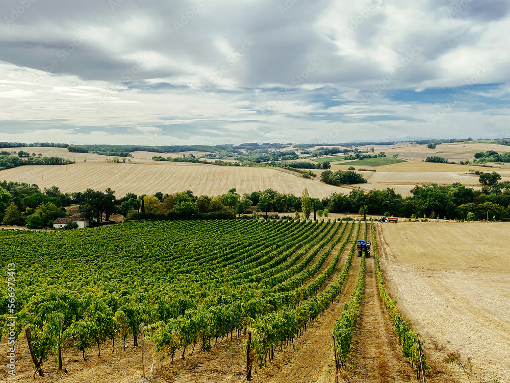 grape harvest on farm fields in France