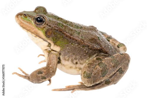 Canvas Print frog transparent background