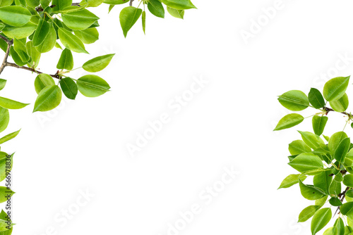 green leaves frame on transparent background