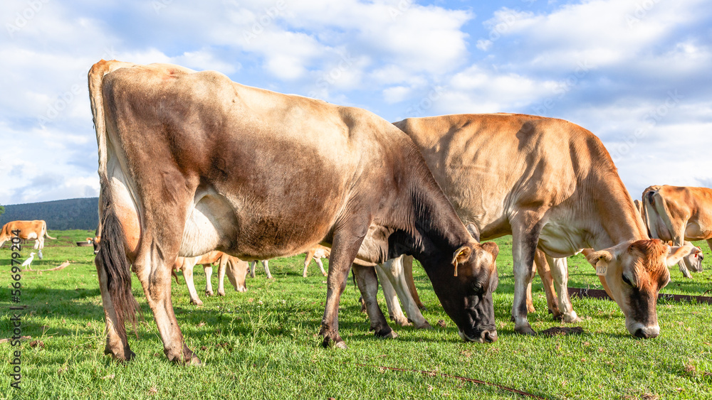 Dairy Farm Jersey Cattle Close-Up Cows In Meadow Grazing Agriculture Farming Landscape Dairy Farm Jersey Cattle Close-Up Cows In Meadow Grazing Agriculture Farming Landscape