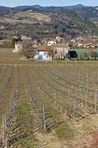 Vineyard around Saillans, a village of Drome department, known for its wine, the Clairette photo