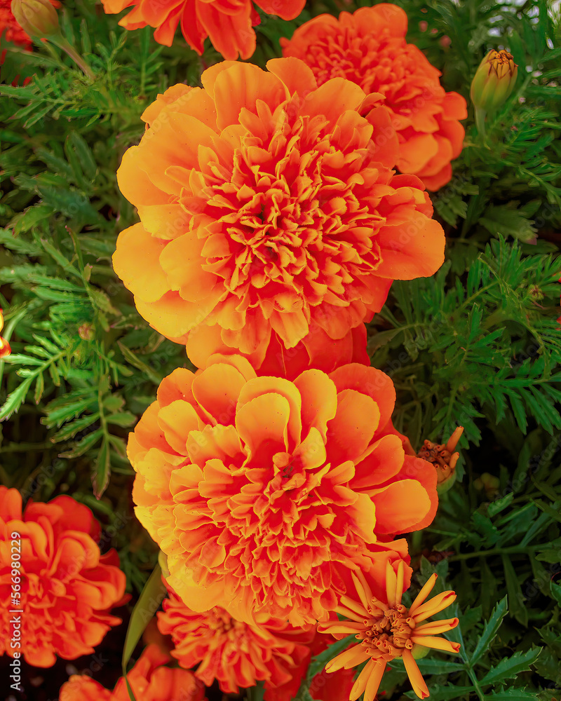 Two bright orange marigold flowers top view closeup on green foliage background. Two bright orange marigold flowers top view closeup on green foliage background.