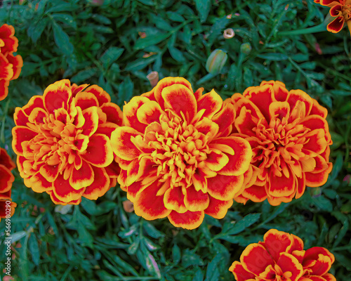 Bright orange marigold flowers top view closeup on green foliage background.