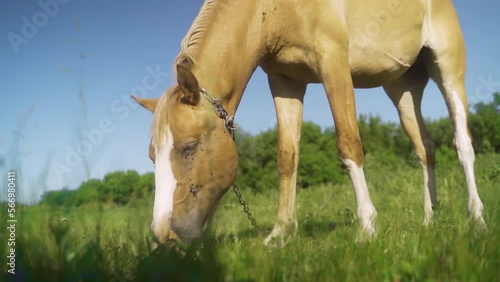 A red-colored horse walks near a deciduous forest, and eats grass. A sunny summer day.