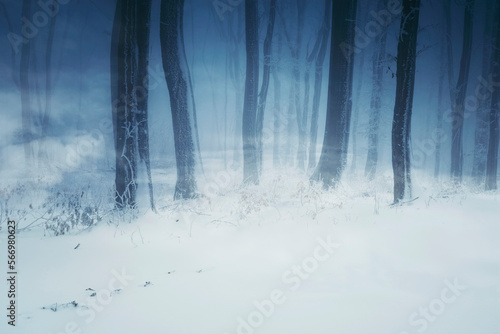 snowy winter woods, fantasy...