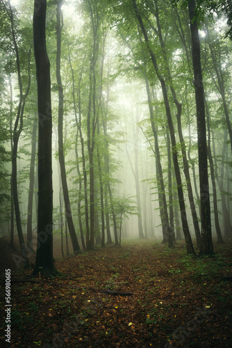 Fototapeta Naklejka Na Ścianę i Meble -  green woods path, natural landscape