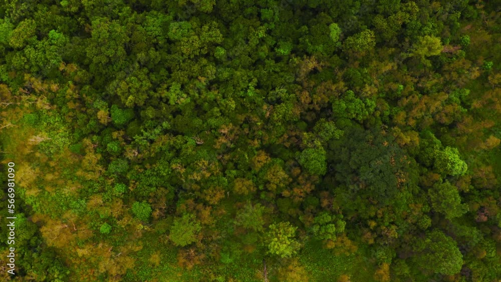 A drone captures an aerial view of a lush tropical forest, showcasing a dense canopy of green foliage, a peaceful river flowing through it, and a farm nestled within. A drone captures an aerial view of a lush tropical forest, showcasing a dense canopy of green foliage, a peaceful river flowing through it, and a farm nestled within.