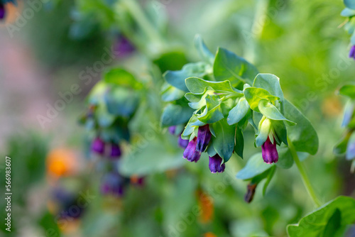 Cerinthe Major, a nectar rich annual easy to grow from seed photo