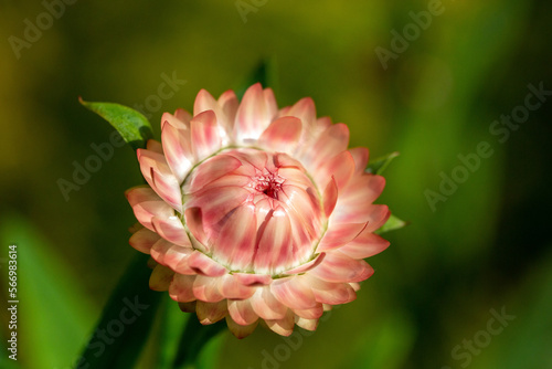 Close up of a single pink Xerochrysum bracteatum or strawflower